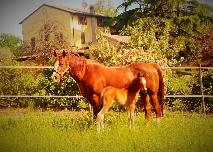 Lantgård Il Colle Del Falco *
