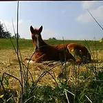 Farmház Il Colle Del Falco Borghetto (Parma)