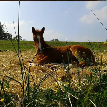 Alojamento de Turismo Rural Il Colle Del Falco Borghetto (Parma)