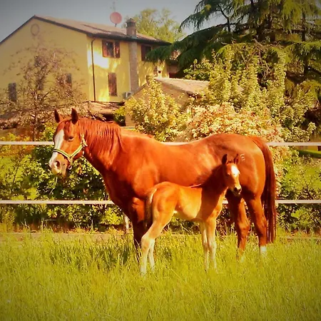 Alojamento de Turismo Rural Il Colle Del Falco *