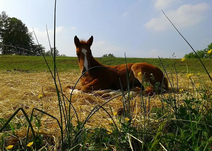Çiftlik konaklama Il Colle Del Falco Borghetto (Parma)